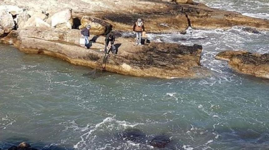 Sahilden Hamsi Topladılar (2)