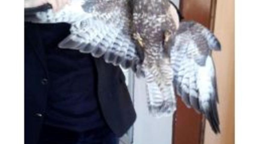 Soğuktan Etkilenen Şahin Tedavi Edilip Doğaya Bırakıldı