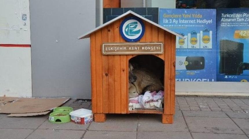 O K&ouml;pek İ&ccedil;in Kent Konyesi&rsquo;nden &Ouml;zel Kul&uuml;be
