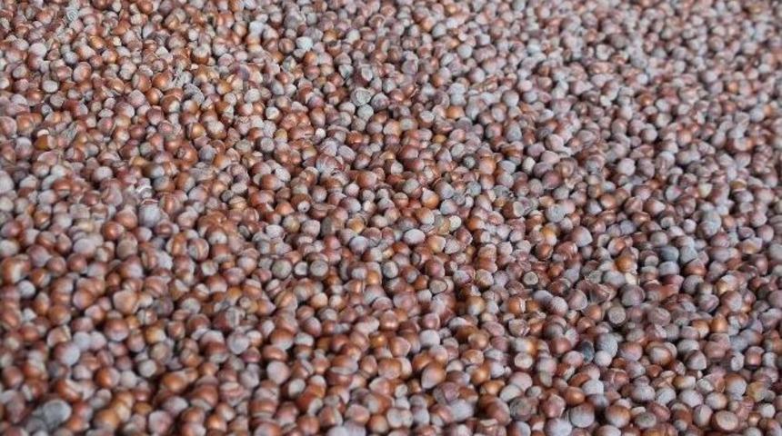 Fındık D&uuml;ş&uuml;şe Ge&ccedil;ti