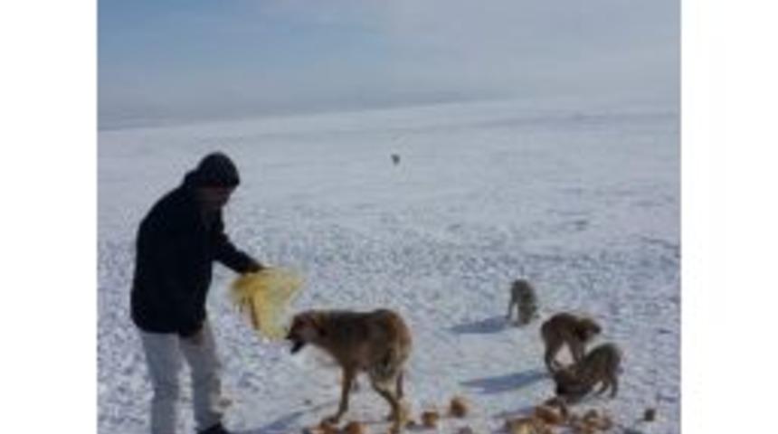 Kulu&rsquo;da Hayırsever Bir Vatandaş A&ccedil; K&ouml;pekleri Ekmekle Doyurdu