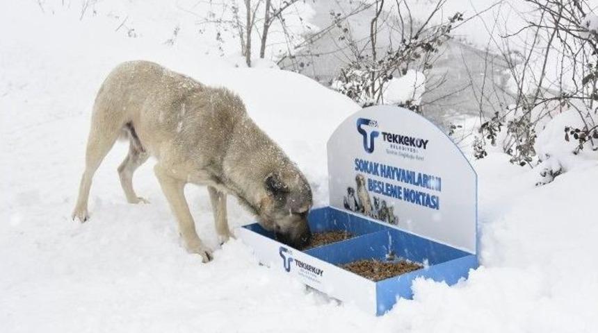 Tekkek&ouml;y Belediyesi Sokak Hayvanlarını Unutmadı