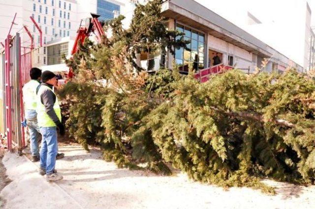 Adana'da Fırtına Ağaçları Devirdi