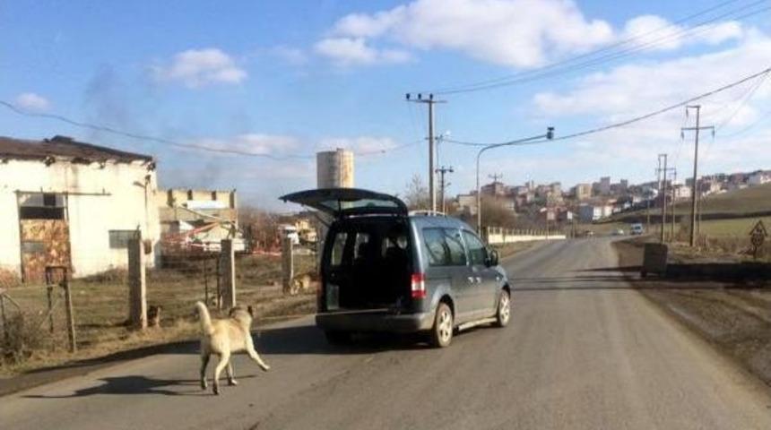 &Ccedil;orlu'da Arabaya Bağlanan K&ouml;pek &Ccedil;ekilerek G&ouml;t&uuml;r&uuml;ld&uuml;