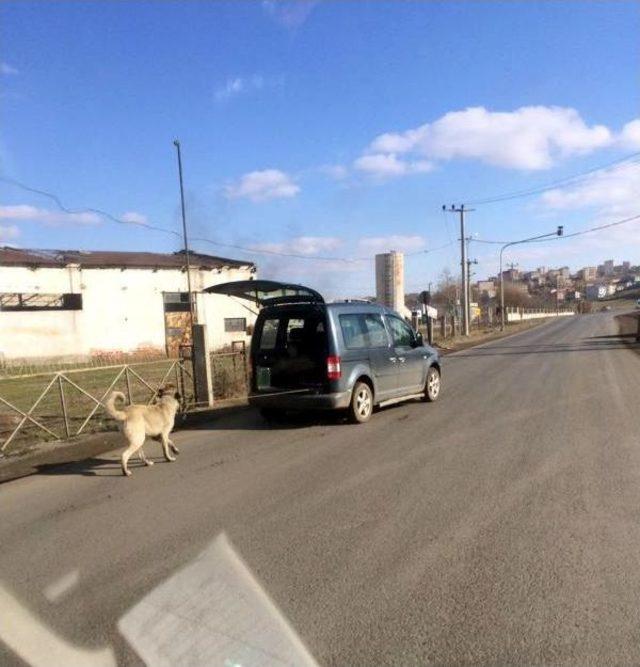 Çorlu'da Arabaya Bağlanan Köpek Çekilerek Götürüldü