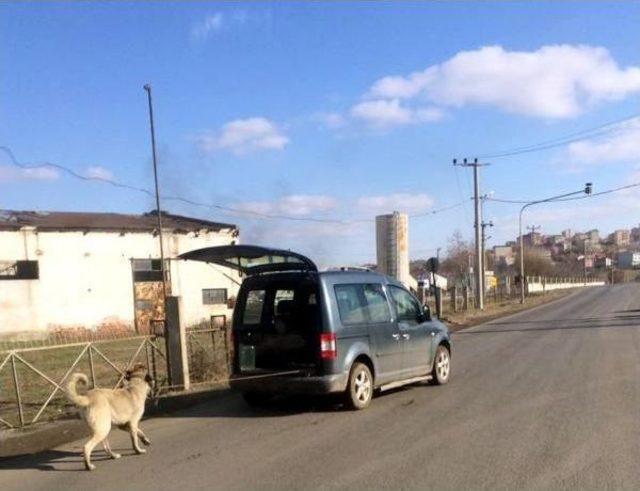 Çorlu'da Arabaya Bağlanan Köpek Çekilerek Götürüldü