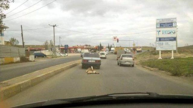 Çorlu'da Arabaya Bağlanan Köpek Çekilerek Götürüldü