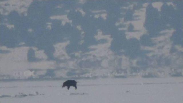 Beyşehir Gölü’nde Su Kuşu Sayımı Yapıldı 1