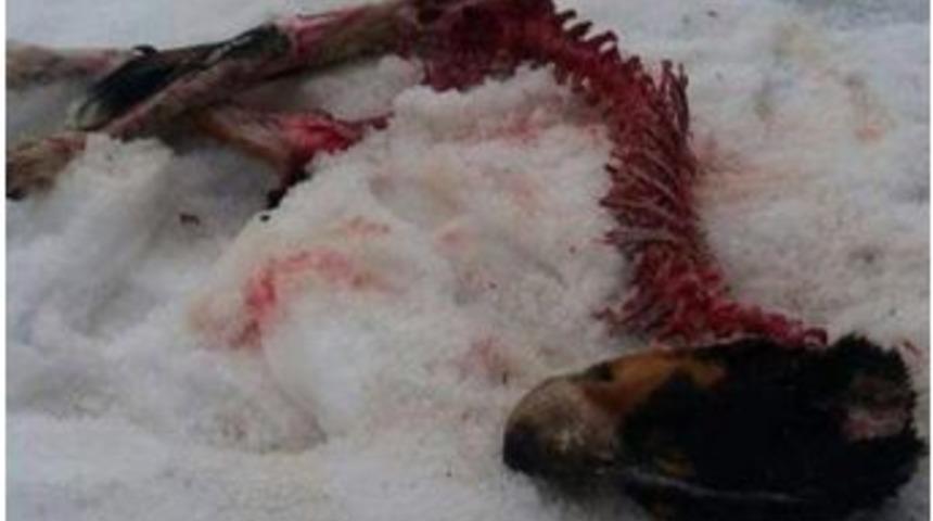 Aç Kalan Kurtlar Saldırdıkları Köpekleri Yedi