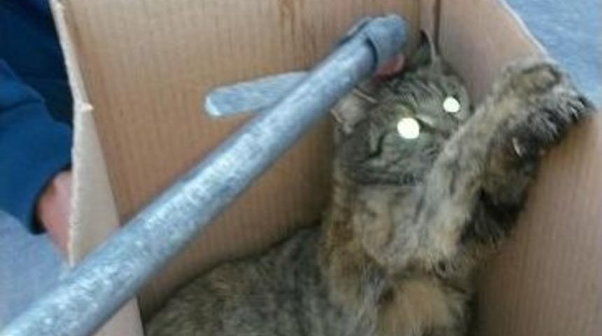 Derede Mahsur Kalan Kediyi İtfaiye Kurtardı