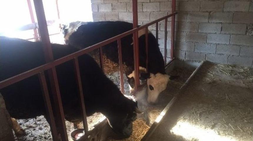 Orman Ve Su İşleri Bakanlığı&rsquo;nın K&ouml;yl&uuml;lere Desteği S&uuml;r&uuml;yor