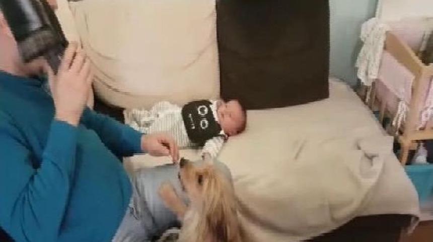 Sevimli K&ouml;pek "yogi" Bebeğe B&ouml;yle Kalkan Oldu