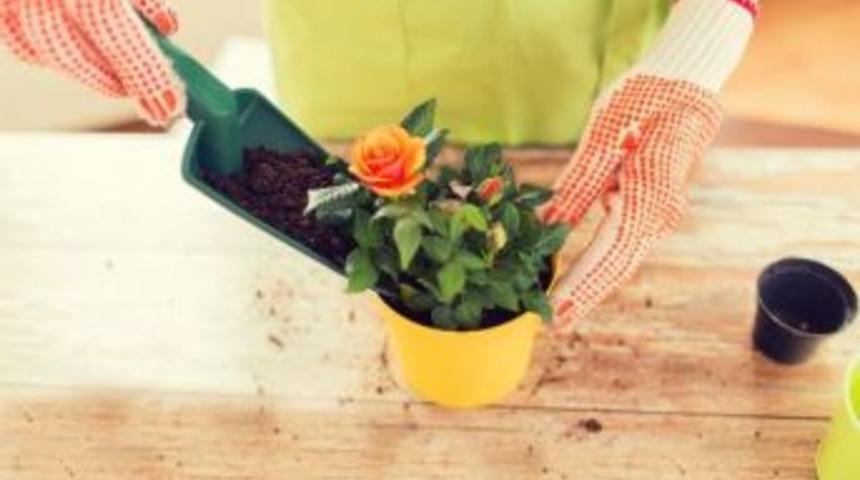 Evde Çiçek Yetiştirmenin Püf Noktaları