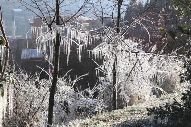 İzmit'teki Ağaçlar Buz Tuttu