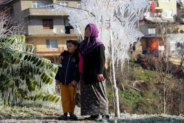 İzmit'teki Ağaçlar Buz Tuttu