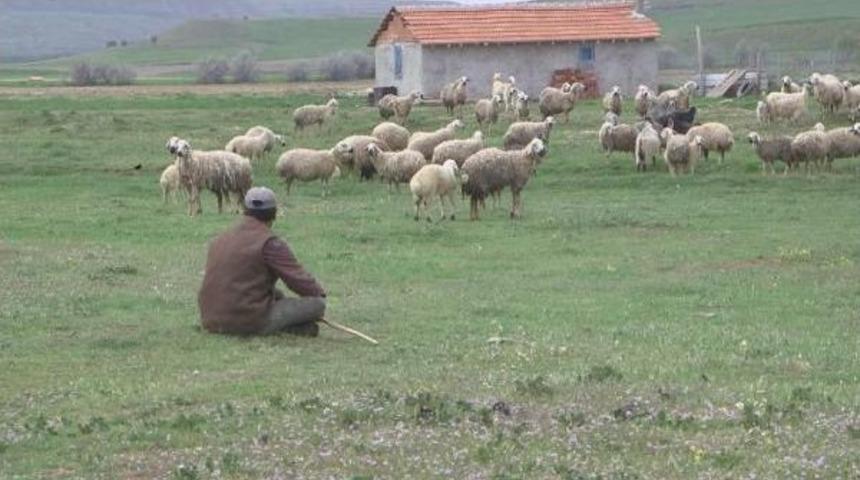 &Ccedil;anakkale Birlik'ten "afgan &Ccedil;oban" &Ouml;nerisi