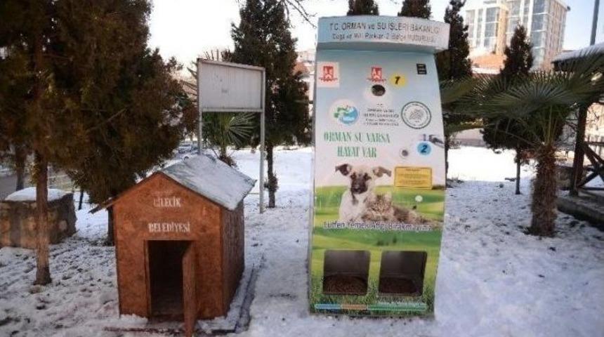 Sokak Hayvanlarının Yeni Yuvaları