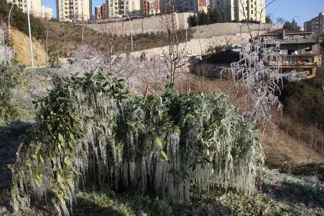 Kocaeli’de Buz Tutan Yeşil Alandan Karposttallık Görüntüler 1