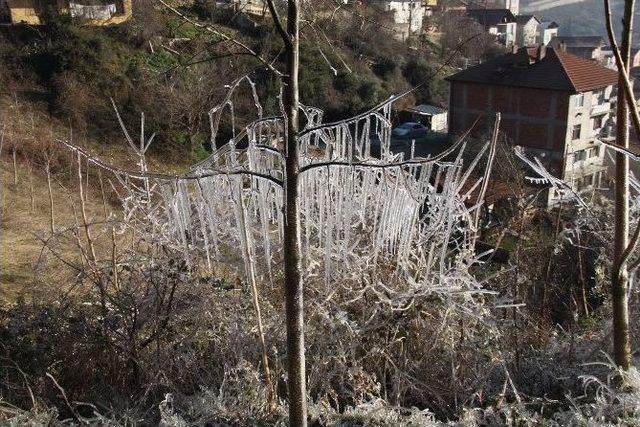 Kocaeli’de Buz Tutan Yeşil Alandan Karposttallık Görüntüler 2