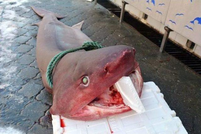 Balıkçı Tezgahındaki 197 Kiloluk Köpek Balığı Ilgi Odağı Oldu