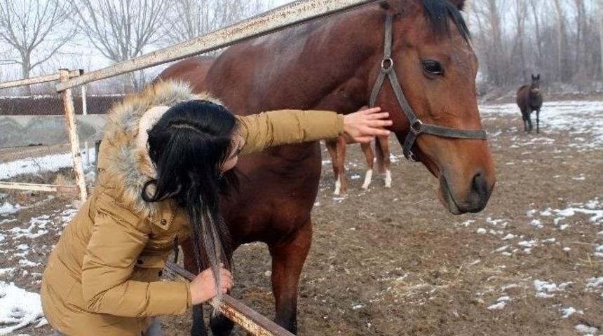 T&uuml;rkiye&rsquo;nin Yarış Atları Ereğli&rsquo;de Yetişiyor