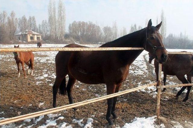 Türkiye’nin Yarış Atları Ereğli’de Yetişiyor