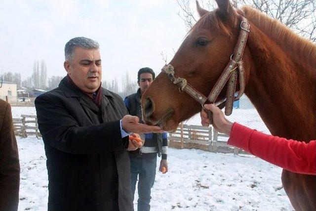 Türkiye’nin Yarış Atları Ereğli’de Yetişiyor