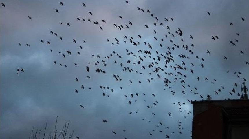 Kuşların G&ouml;ky&uuml;z&uuml;ndeki Dansı İzleyenleri Mest Ediyor
