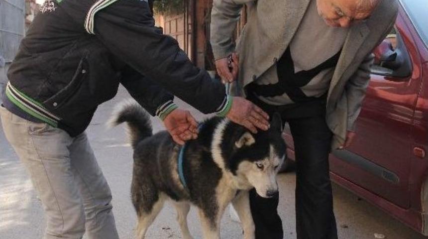 Bulunan K&ouml;pek Kendi K&ouml;peği &Ccedil;ıkmayınca Hayal Kırıklığına Uğradı