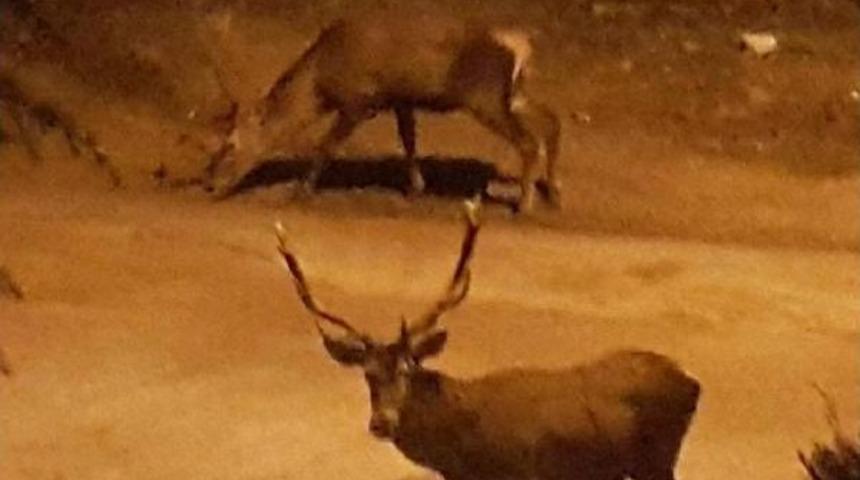 A&ccedil; Kalan Geyikler Şehire Indi