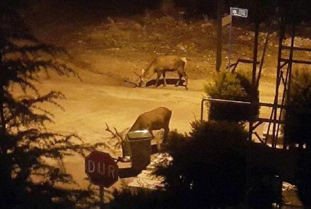 Aç Kalan Geyikler Şehire Indi