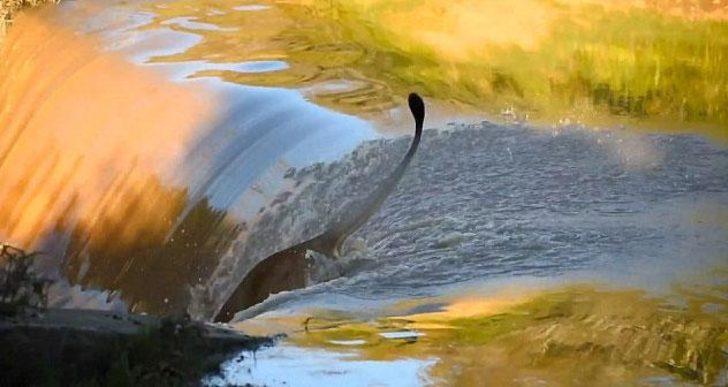 Левый упал. Неуклюжий Лев. Лев падает в воду. Звери падают в водопад.