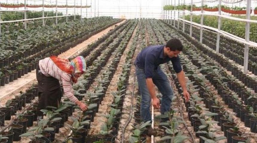 Seralarda Sebzelere Ek Olarak S&uuml;s Bitkileri Yetiştiriliyor