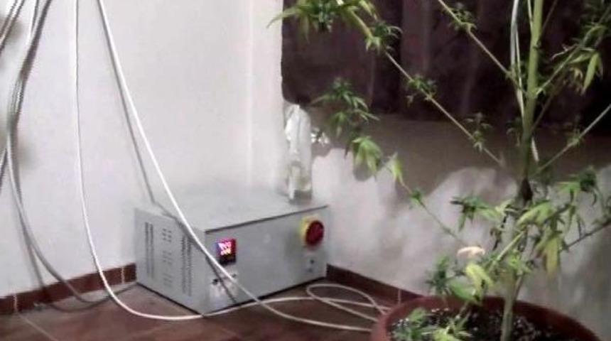 &Ouml;zel Odalarda Kuzey Amerika'ya &Ouml;zg&uuml; Hint Keneviri Yetiştiriyor