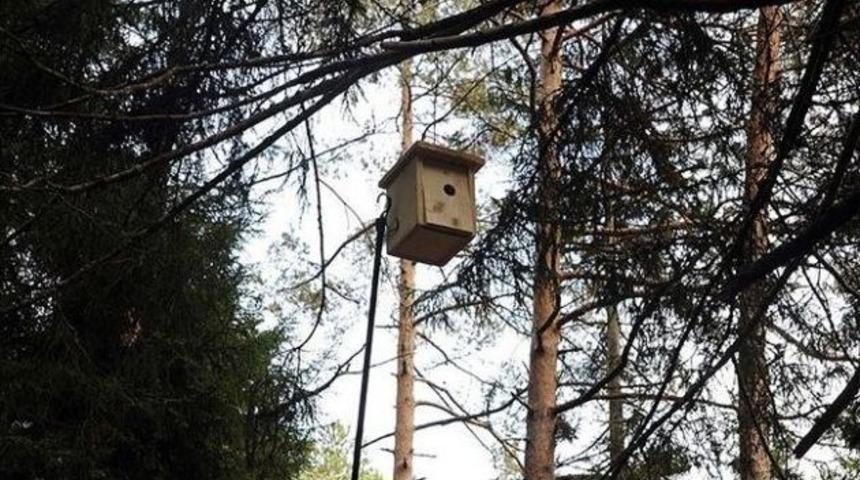 4 İldeki Ormanlara Bin 225 Kuş Yuvası