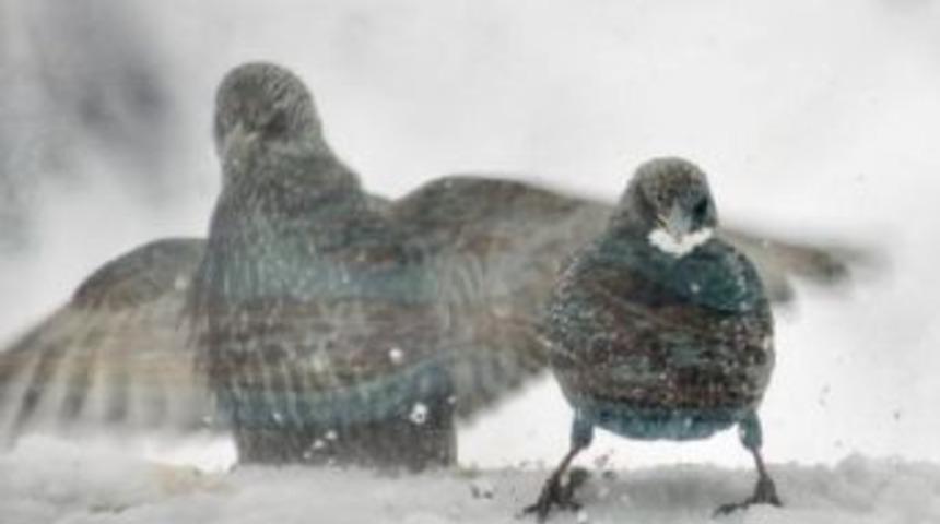 Soğukta Kuşlar Pencere Kenarına Bırakılan Ekmekleri Yedi