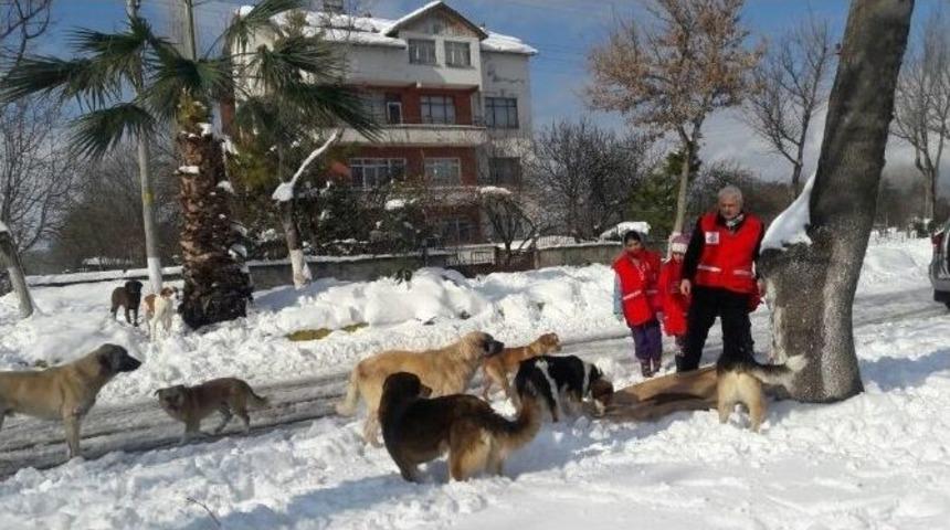 Ala&ccedil;am Kızılayı Sokak Hayvanlarını Unutmadı