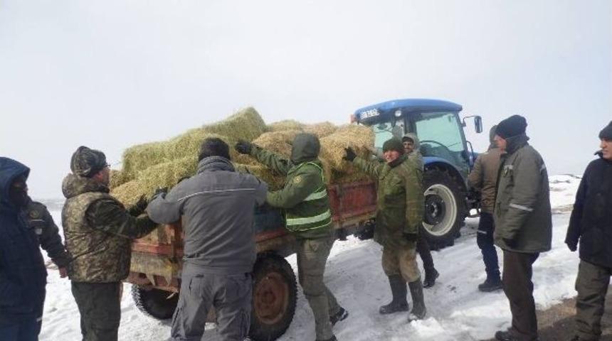 Aladağlar&rsquo;da Dağ Ke&ccedil;ileri Yemlendi
