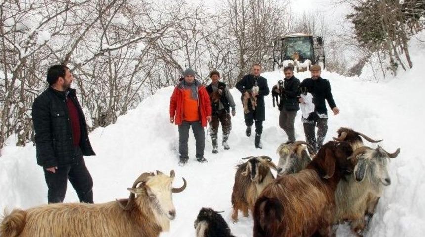 2 &Ccedil;oban Ve 250 K&uuml;&ccedil;&uuml;kbaş Hayvan 4 Saatlik Operasyonla Kurtarıldı