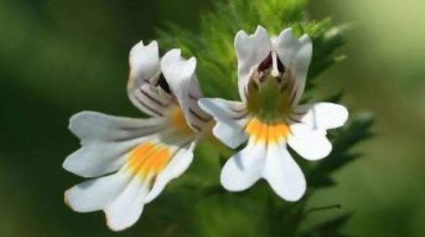 &ldquo;g&ouml;z Sağlığınız İ&ccedil;in &lsquo;g&ouml;z Otu&rsquo; Kullanın&rdquo;