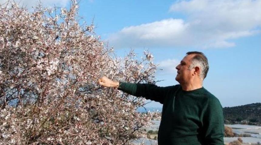 Demre'de Ağa&ccedil;lar &Ccedil;i&ccedil;ek A&ccedil;tı