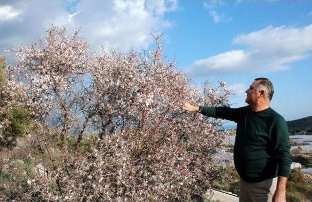 Demre'de Ağaçlar Çiçek Açtı