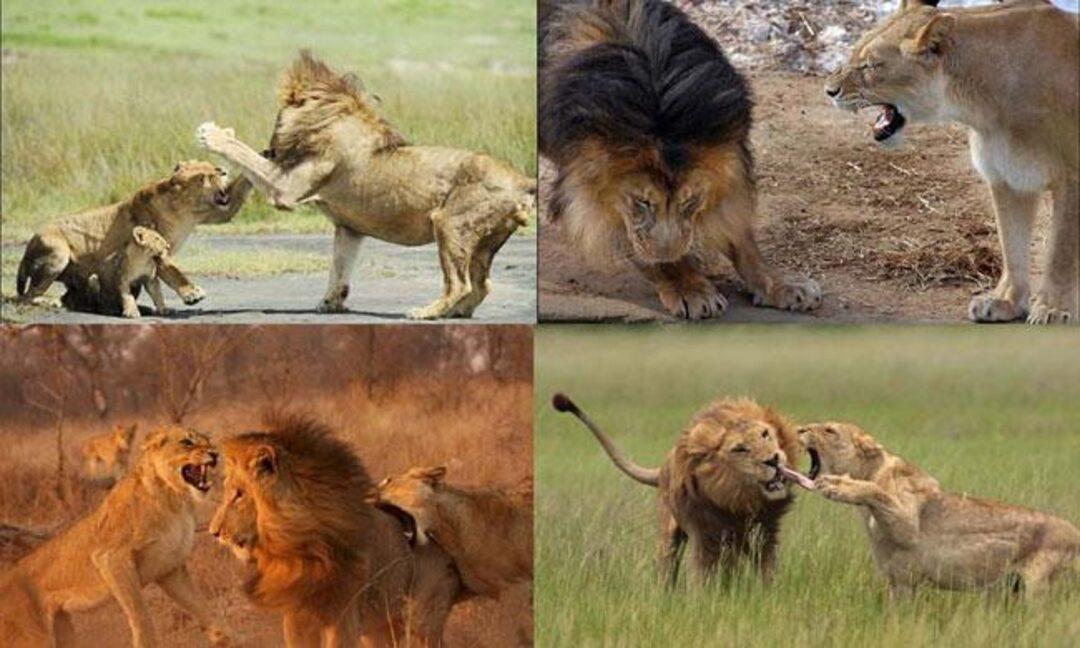 Можно считать что львы. Мой Лев. Львица ругает Льва. Униженный Лев. Львица ругает львёнка.