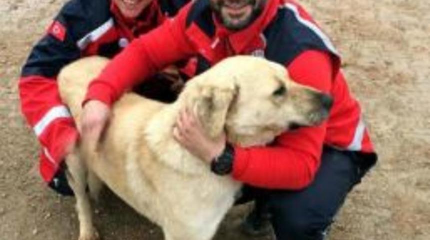 Umke Ekibi, Şarapnel Par&ccedil;ası Ile Yaralanan K&ouml;peği Tedavi Etti