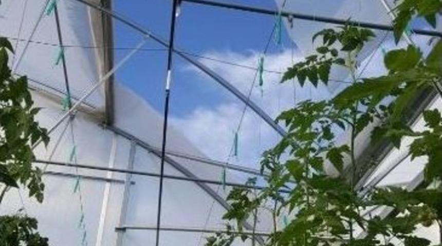 Fırtına Domates Serasını Vurdu