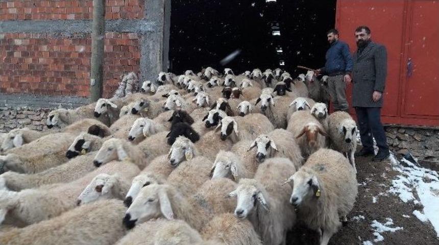 Malatya İli Damızlık Koyun Ke&ccedil;i Yetiştiricileri Birliği Başkanı İhsan Akın: