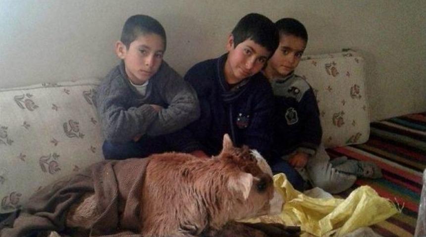 Dondurucu Soğukta Doğan Buzağıyı Evinde Besliyor