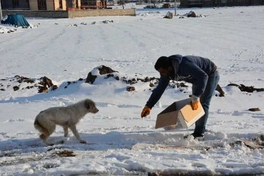 Hayvanlar İ&ccedil;in Doğaya Yem Bırakıldı