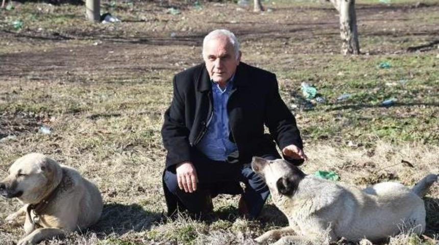 K&ouml;peğini Araca Bağlayarak &Ccedil;eken S&uuml;r&uuml;c&uuml;ye 526 Lira Ceza