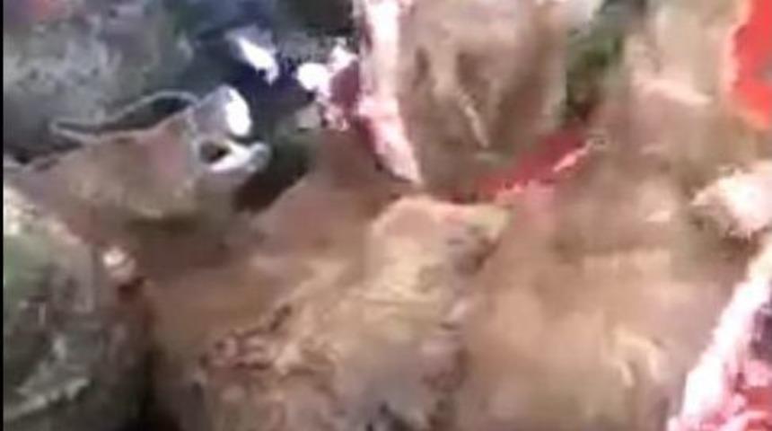 Vurdukları Ayının G&ouml;r&uuml;nt&uuml;lerini &Ccedil;ekince Yakayı Ele Verdiler